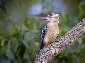 Close-up of bird perching on tree