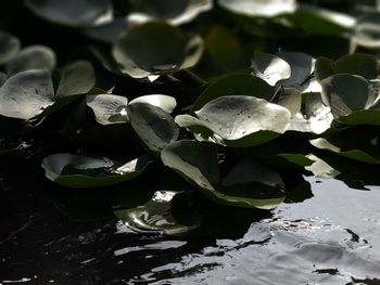 Close-up of plants in water