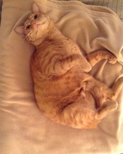 Cat sleeping on bed