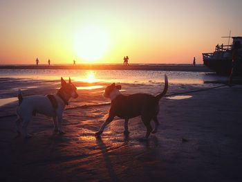 Dog on beach against clear sky during sunset
