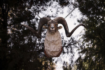 Low angle view of hanging from tree trunk in forest