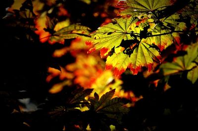 Close-up of leaves at night