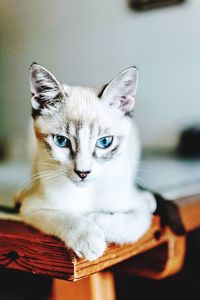 Close-up portrait of cat