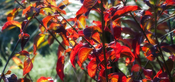 Close-up of red flowers blooming on tree