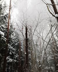 Bare trees in forest during winter