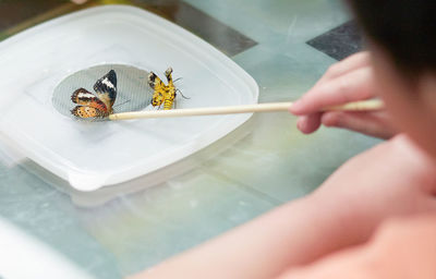 Close-up of hand holding butterfly on table