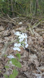 Close-up of white flowers growing in forest