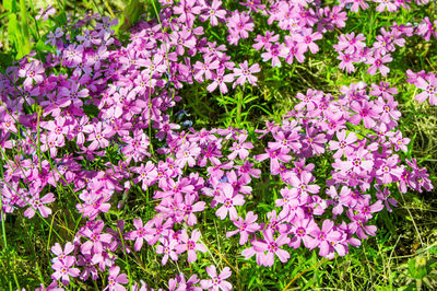 High angle view of pink flowering plants on field