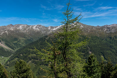 Trees in forest against sky