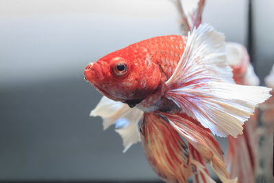 Siamese fighting fish, black backdrop, betta splendens, betta fish, half moon betta.