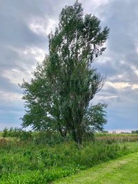 Tree on field against sky