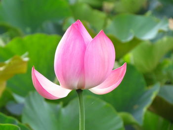 Writers think the lotus is holy and elegant