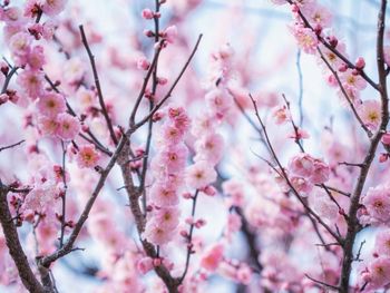 Close-up of cherry blossom