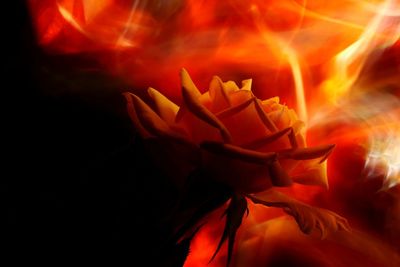 Close-up of orange rose flower against blurred background