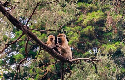 Monkeys in a forest