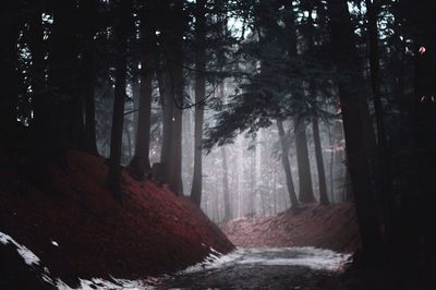 Trees in forest at night