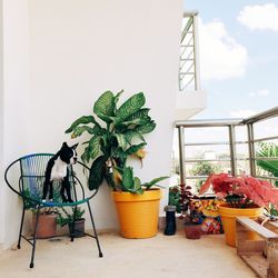 Potted plants on the wall