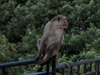 Monkey sitting on railing in forest