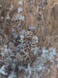 Close-up of dried plant