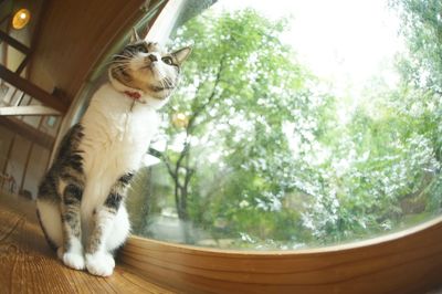 Cat looking away while sitting on window