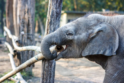 Side view of elephant calf eating bamboo on field