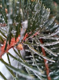 Close-up of frozen plant during winter