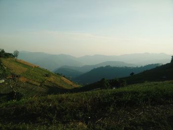 Scenic view of agricultural field against sky