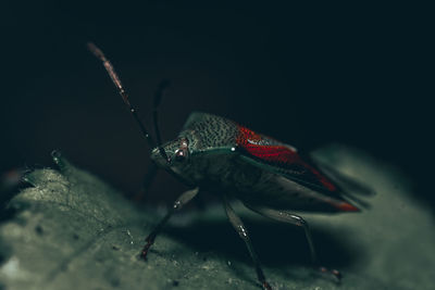 Close-up of insect over black background