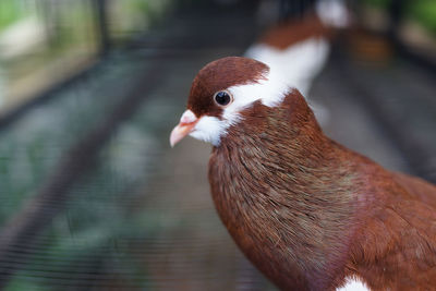 Dove perching in cage