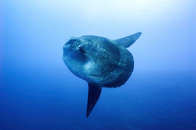 animal