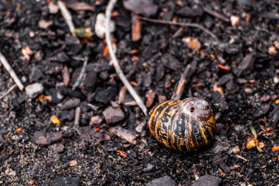 High angle view of shell on field