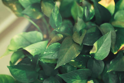 Close-up of green leaves
