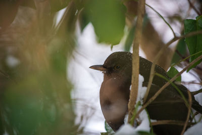 Close-up of bird perching on a plant