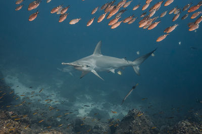 View of fishes swimming in sea