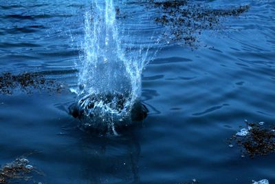 View of jellyfish swimming in sea