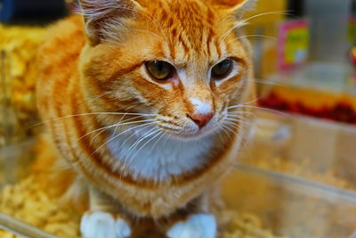 Close-up portrait of cat