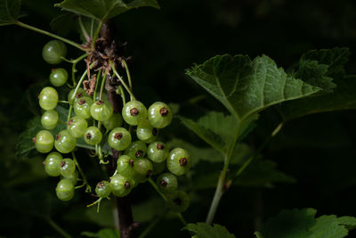 Close-up of berries growing on plant