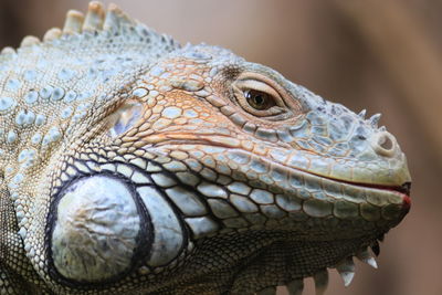 Close-up of a turtle