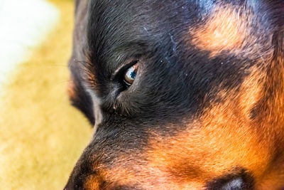 Close-up portrait of a dog