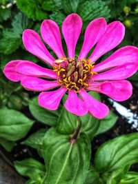 Close-up of pink flower