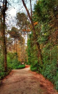 Dirt road amidst trees against sky