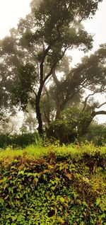 Trees growing on field against sky