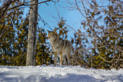 Wolf on field against trees during winter