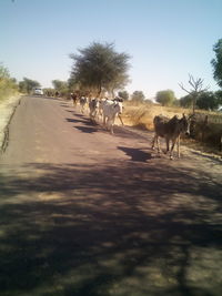 View of cows on landscape