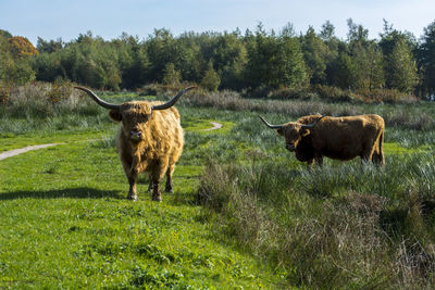 Highland cows in open field