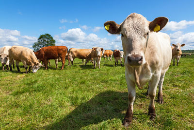 Cows on field against sky