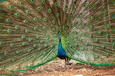 View of peacock