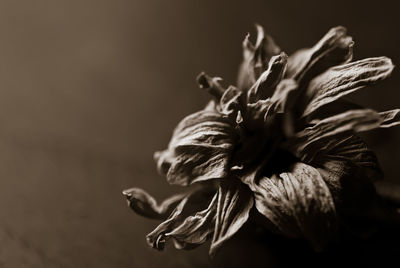 Close-up of flower growing outdoors