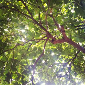 Low angle view of tree branches