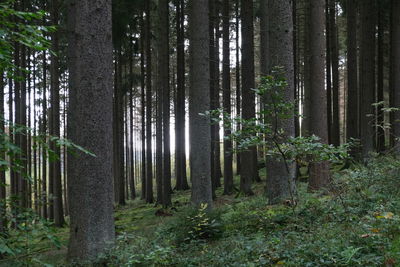 Trees growing in forest